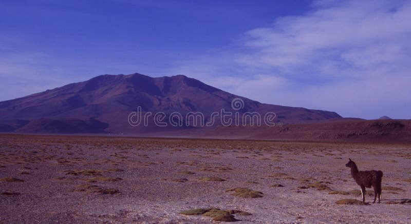 Een Lama in de zoute meerwoestijn van Bolivië stock fotografie Een Lama in de zoute meerwoestijn van Bolivië stock fotografie