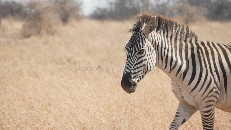 Een langzame beweging dichtbij een zebra die langs de camera loopt in het nationale park van tarangire