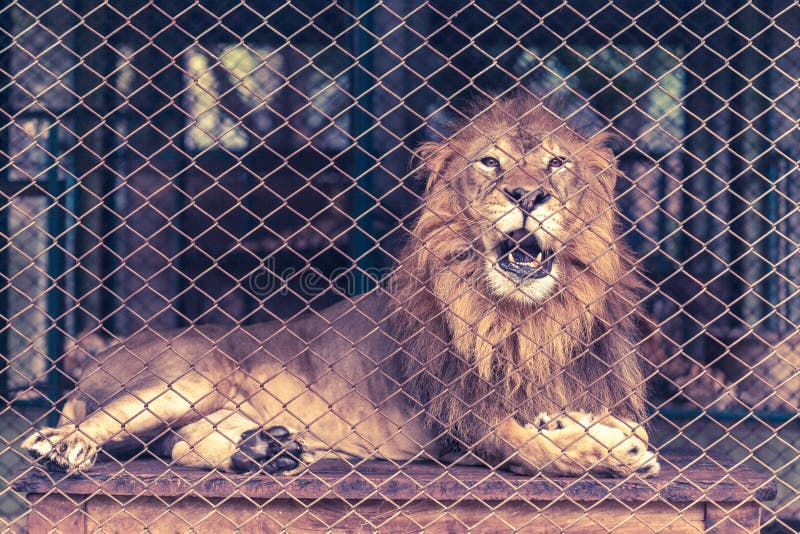 A lion lay down inside the large cage with direct face and mouth open. A lion lay down inside the large cage with direct face and mouth open.