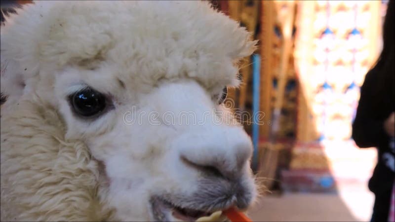 Een Lengte van hongerige witte leuke alpaca die een wortelstok van mensenhand eten