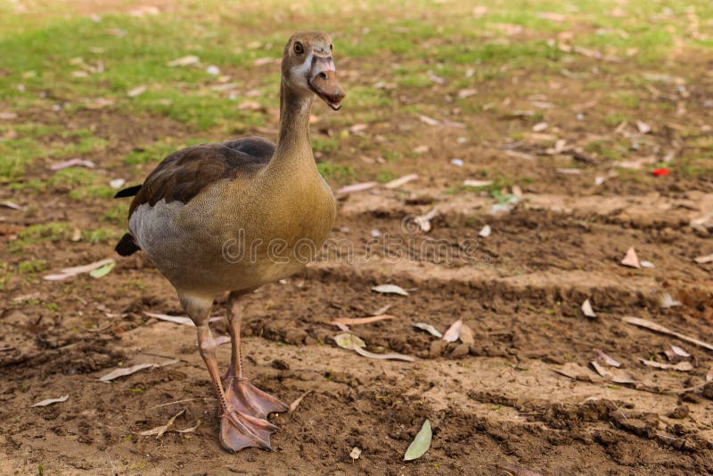 Een leuke bruine die eend ter plaatse door het gras wordt behandeld stock fotografie Een leuke bruine die eend ter plaatse door het gras wordt behandeld stock fotografie
