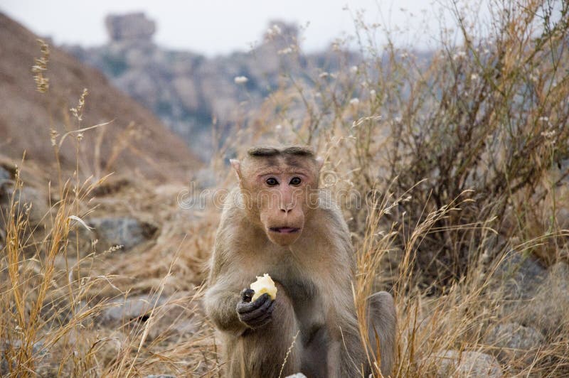 Een leuke verraste aap eet Apple en bekijkt u stock foto Een leuke verraste aap eet Apple en bekijkt u stock foto