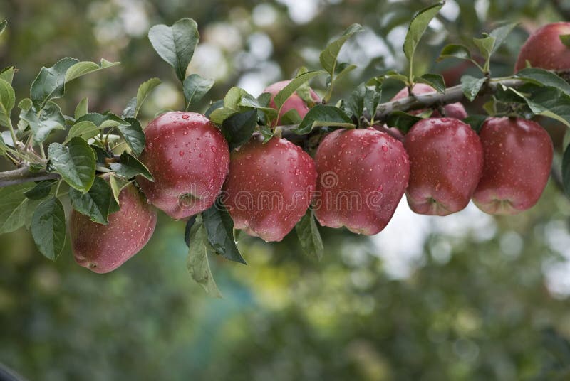 A line of red apples. A line of red apples