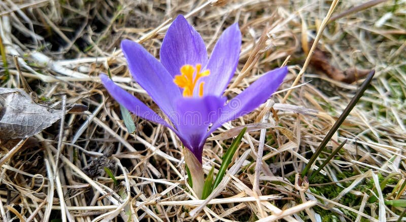 Een lilac krokus in de lente royalty-vrije stock afbeelding Een lilac krokus in de lente royalty-vrije stock afbeelding