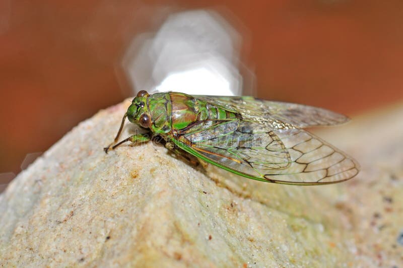 Een macroclose-up van een cicade royalty-vrije stock afbeeldingen