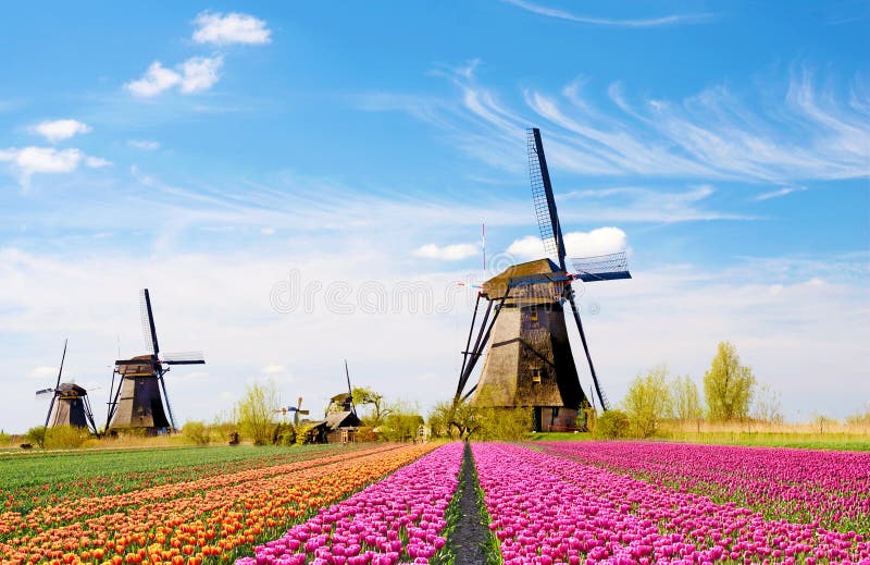Een magisch landschap van tulpen en windmolens in Nederland stock fotografie Een magisch landschap van tulpen en windmolens in Nederland stock fotografie
