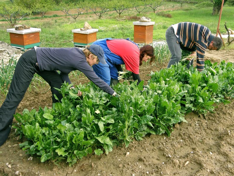 The three pickers (man and two woman) working in the fields - picking chard (spinach). Horizontal color photo. The three pickers (man and two woman) working in the fields - picking chard (spinach). Horizontal color photo.