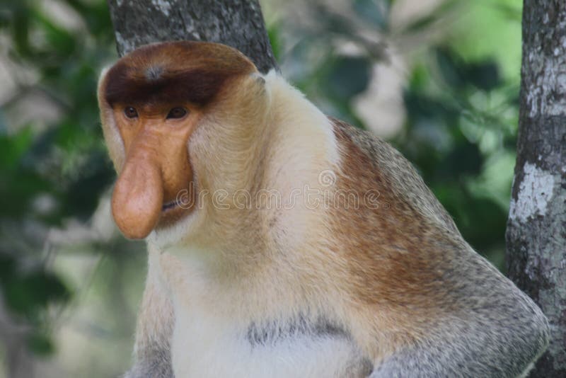 Een mannelijke Nasalis larvatus van de Zuigorganenaap of een lang-besnuffelde aap royalty-vrije stock foto's Een mannelijke Nasalis larvatus van de Zuigorganenaap of een lang-besnuffelde aap royalty-vrije stock foto's
