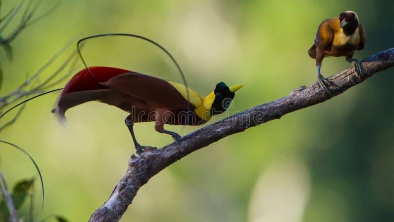 een-mannelijke-rode-paradijsvogel-vertoning-in-treetops-het-concurreren