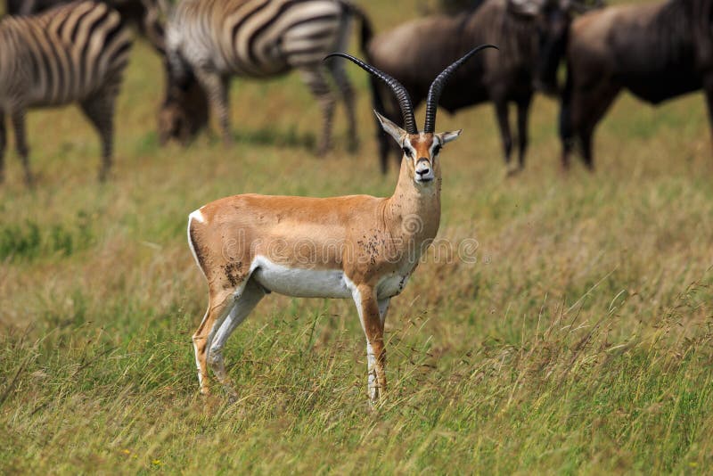 The Grant`s gazelle is a species of gazelle distributed from northern Tanzania to South Sudan and Ethiopia, and from the Kenyan coast to Lake Victoria. Its Swahili name is Swala Granti. The Grant`s gazelle is a species of gazelle distributed from northern Tanzania to South Sudan and Ethiopia, and from the Kenyan coast to Lake Victoria. Its Swahili name is Swala Granti.