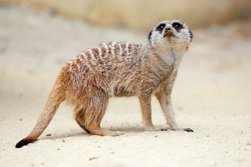 Een meerkat die ter plaatse rond eruit zien royalty-vrije stock afbeelding Een meerkat die ter plaatse rond eruit zien royalty-vrije stock afbeelding