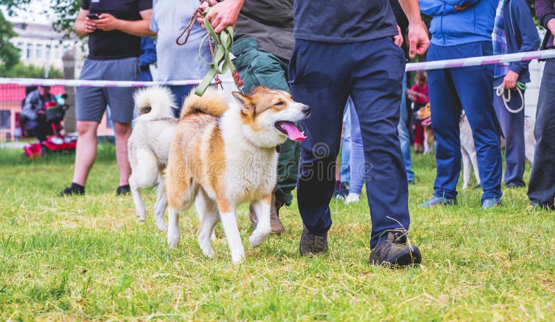 Een mens die met een hond van Siberische laika van het rassenwesten bij de hond show_ lopen royalty-vrije stock afbeeldingen Een mens die met een hond van Siberische laika van het rassenwesten bij de hond show_ lopen royalty-vrije stock afbeeldingen