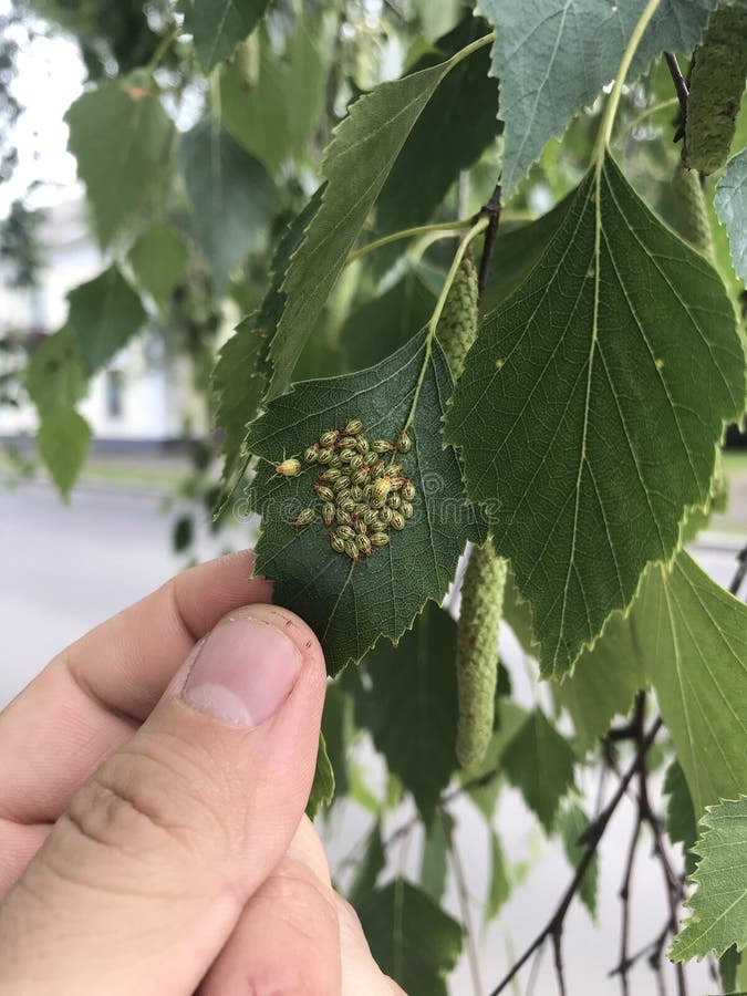 Een mens raakt een berkblad Een grote groep insecten zwermt op een blad royalty-vrije stock afbeelding Een mens raakt een berkblad Een grote groep insecten zwermt op een blad royalty-vrije stock afbeelding
