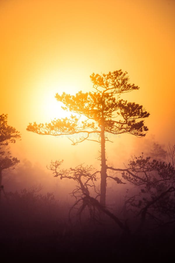 Een mooi, dromerig ochtendlandschap die van zon boven een nevelig moeras toenemen Kleurrijke, artistieke blik royalty-vrije stock afbeelding Een mooi, dromerig ochtendlandschap die van zon boven een nevelig moeras toenemen Kleurrijke, artistieke blik royalty-vrije stock afbeelding