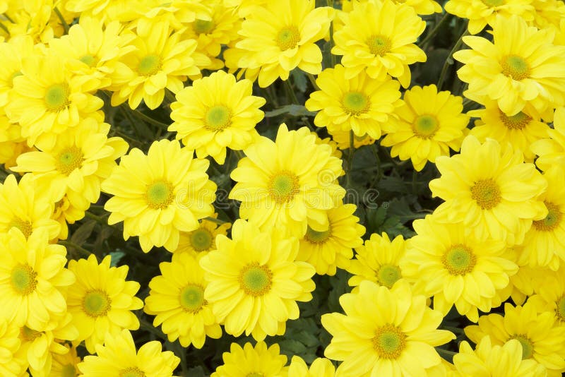 Een mooi geel bloem macrobeeld stock afbeelding Een mooi geel bloem macrobeeld stock afbeelding