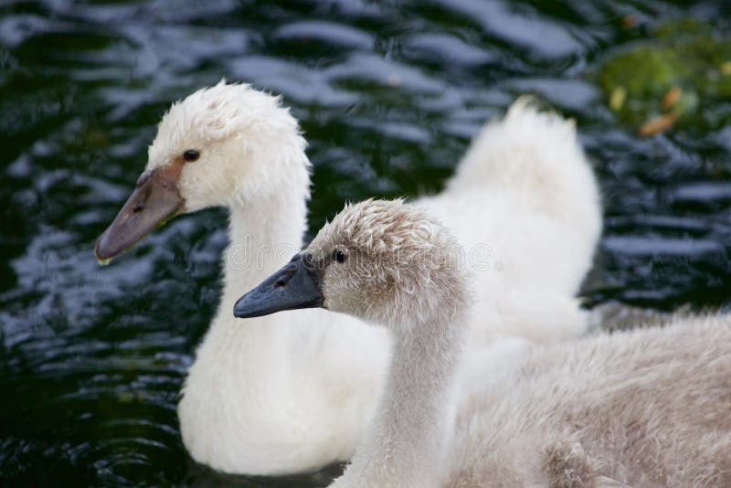 Een mooi paar jonge zwanen royalty-vrije stock afbeelding Een mooi paar jonge zwanen royalty-vrije stock afbeelding
