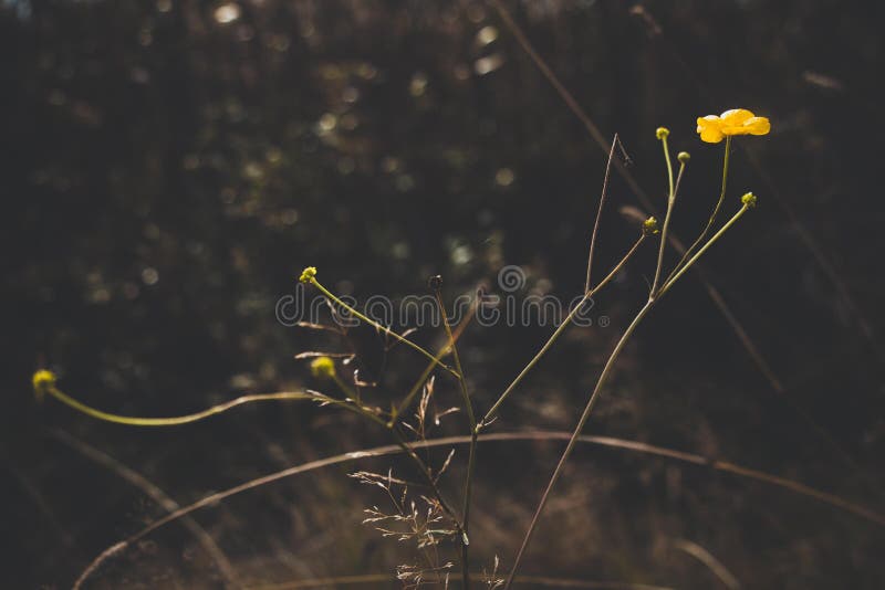 Een mooie bloem van gele kleur groeit op een de herfstweide Dit zijn de laatste bloemen vóór het begin van de winterkoude royalty-vrije stock fotografie Een mooie bloem van gele kleur groeit op een de herfstweide Dit zijn de laatste bloemen vóór het begin van de winterkoude royalty-vrije stock fotografie