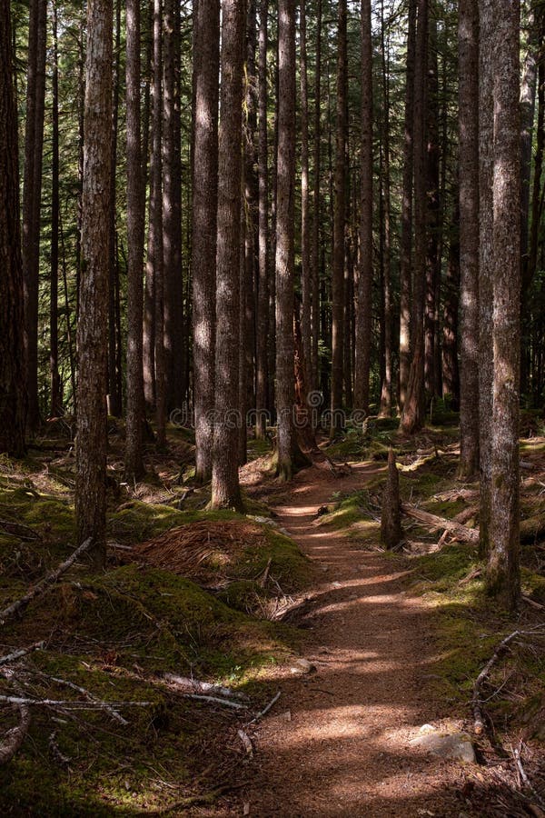 Een mooie bosgang in gevlekt bos in het Olympische Nationale Park, Washington State, de V.S. stock afbeeldingen Een mooie bosgang in gevlekt bos in het Olympische Nationale Park, Washington State, de V.S. stock afbeeldingen