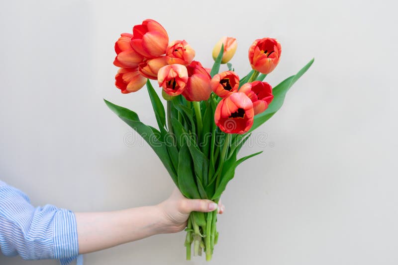 Een mooie bouquet rode tulpen als een cadeautje van een jonge vrouw, afspraakje royalty-vrije stock foto Een mooie bouquet rode tulpen als een cadeautje van een jonge vrouw, afspraakje royalty-vrije stock foto