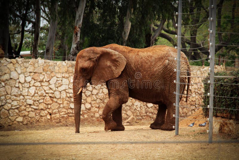 Een mooie bruine olifant die op één plaats in de safari dansen stock fotografie Een mooie bruine olifant die op één plaats in de safari dansen stock fotografie