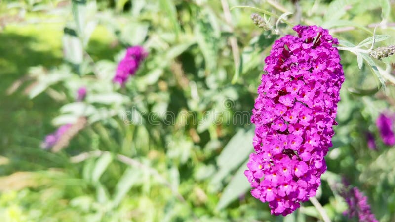 Een mooie paarse bloem op een boom. onduidelijke achtergrond