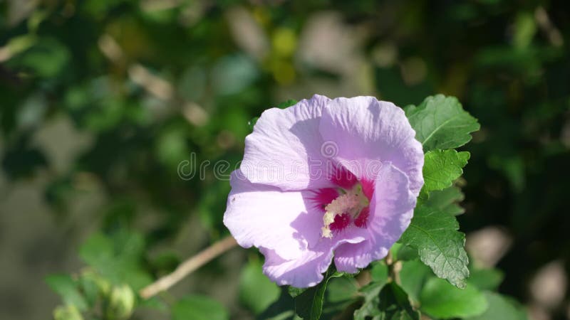 Een mooie paarse bloem van hibiscus die schijnt op de zonnige dag