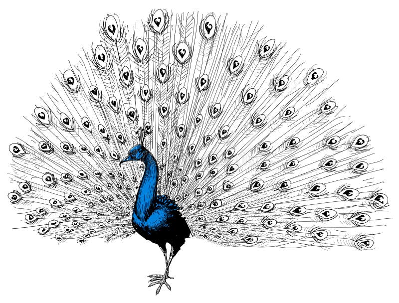 Peacock isolated hand drawn illustration. Peacock isolated hand drawn illustration