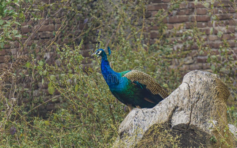 A beautiful male Peafowl, peacock sitting on tree stump. It is a national bird of India as well as one of the most beautiful bird. A beautiful male Peafowl, peacock sitting on tree stump. It is a national bird of India as well as one of the most beautiful bird
