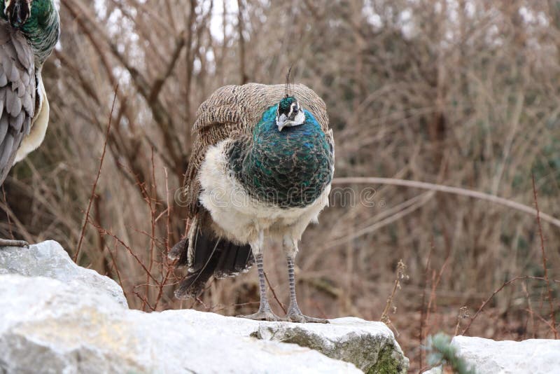 A beautiful peafowl, female, standing and waiting on rock and in the background there is bushes. A beautiful peafowl, female, standing and waiting on rock and in the background there is bushes