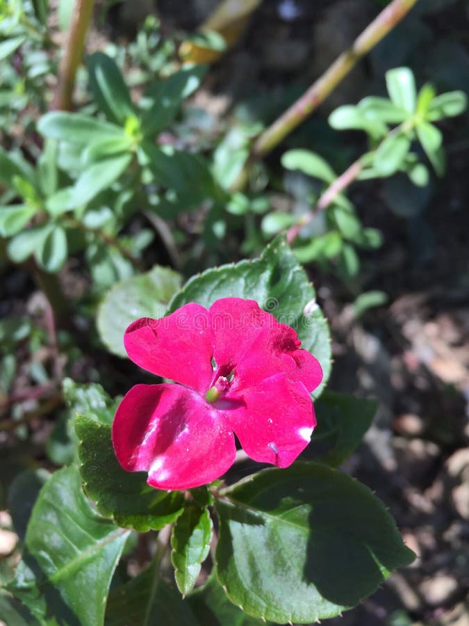 Een mooie Roze Bloem stock foto's Een mooie Roze Bloem stock foto's