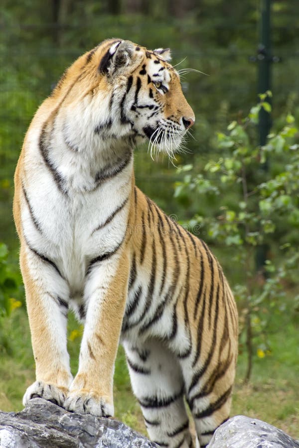 Een mooie Tijger die zich op sommige rotsen bevinden stock foto's Een mooie Tijger die zich op sommige rotsen bevinden stock foto's