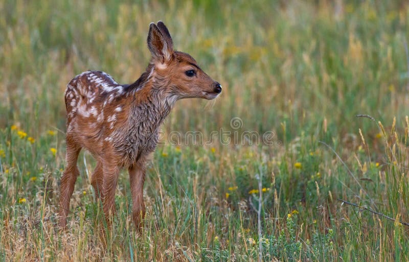 Een Muilezelhert Fawn in een Grasrijke Weide op een de Lenteochtend royalty-vrije stock fotografie Een Muilezelhert Fawn in een Grasrijke Weide op een de Lenteochtend royalty-vrije stock fotografie