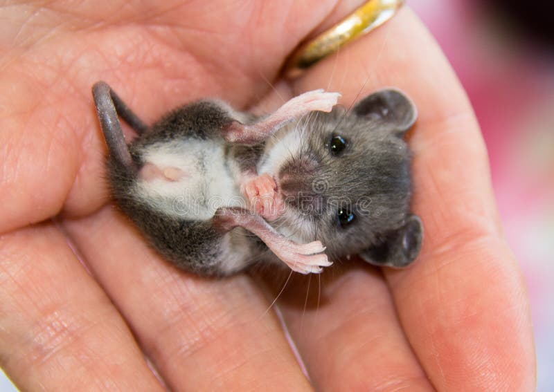 Beneden afronden Wieg Gepland Een Muis Van Het Baby Grijze Huis Bij Zijn Het Achter Bidden Stock Foto -  Image of dier, muizen: 121685002