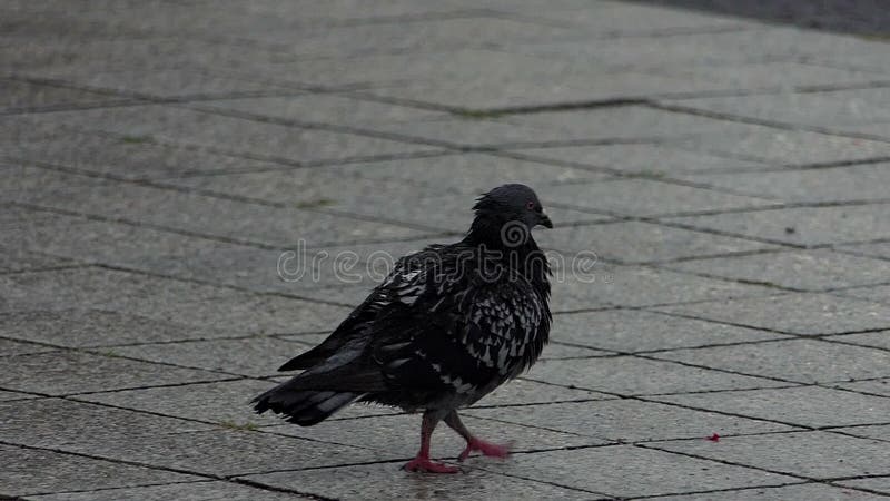 Een natte duif gaat agressief langs de betegelde bestrating in slo-mo