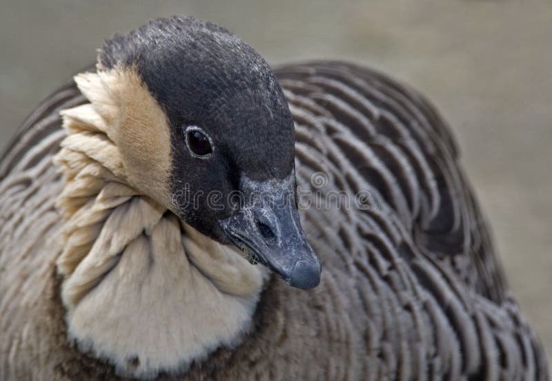 Een Nene of een Hawaiiaanse Gans, Branta-sandvicensis, sluit omhoog royalty-vrije stock afbeelding Een Nene of een Hawaiiaanse Gans, Branta-sandvicensis, sluit omhoog royalty-vrije stock afbeelding