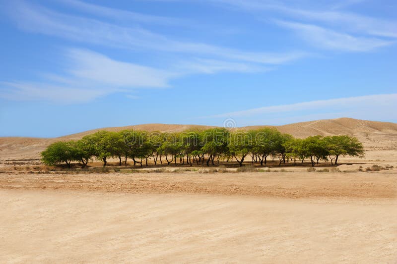 Veel Scully shit Een oase in een woestijn stock foto. Image of israël - 25605040