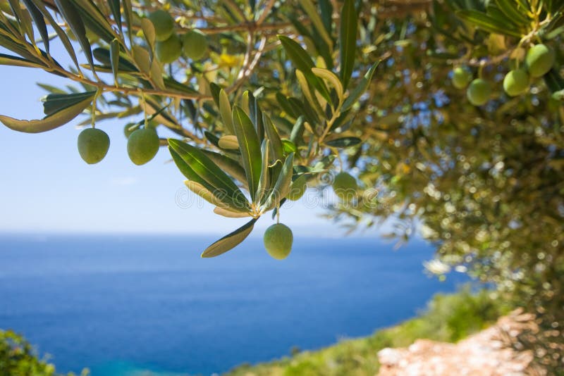 Een olijfboom op de overzeese achtergrond