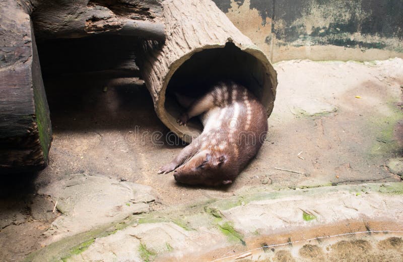 Een Otterslaap in dierentuin stock foto Een Otterslaap in dierentuin stock foto