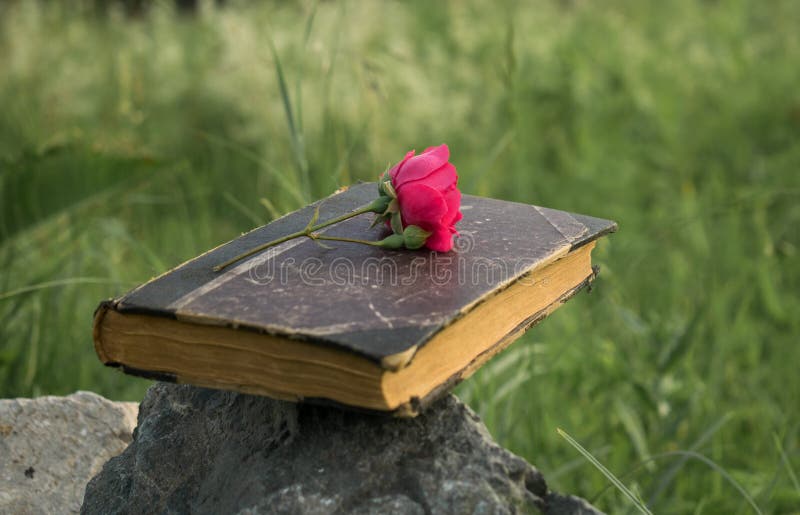 Een oud die boek op een steen wordt geplaatst, een rood nam op het boek toe royalty-vrije stock fotografie Een oud die boek op een steen wordt geplaatst, een rood nam op het boek toe royalty-vrije stock fotografie