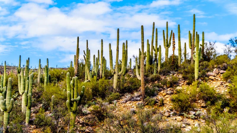 Een overvloed van Saguaro-Cactussen die Sycomoorkreek in de McDowell-Bergketen in Noordelijk Arizona omringen