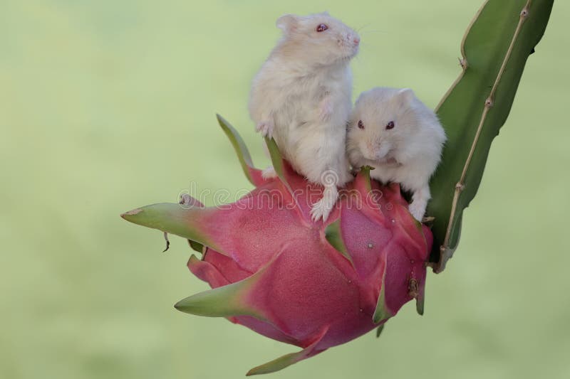 A pair of Campbell dwarf hamsters eating a ripe dragon fruit on a tree. This rodent has the scientific name Phodopus campbelli. A pair of Campbell dwarf hamsters eating a ripe dragon fruit on a tree. This rodent has the scientific name Phodopus campbelli.