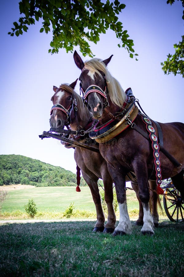 Een paar paarden, bruin, in een close-upvervoer, tribune op het vierkant voor toeristen royalty-vrije stock foto Een paar paarden, bruin, in een close-upvervoer, tribune op het vierkant voor toeristen royalty-vrije stock foto