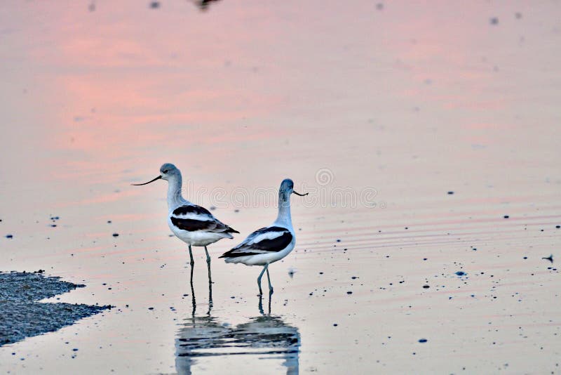 Een paar van Avocets royalty-vrije stock fotografie Een paar van Avocets royalty-vrije stock fotografie