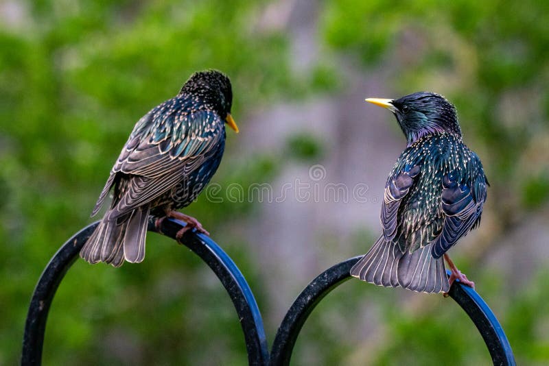 Een paar van het vulgaris eruit zien van Starlings Sturnus alsof zij al dingenvoedsel bespreken bracht terwijl neergestreken op e stock foto Een paar van het vulgaris eruit zien van Starlings Sturnus alsof zij al dingenvoedsel bespreken bracht terwijl neergestreken op e stock foto