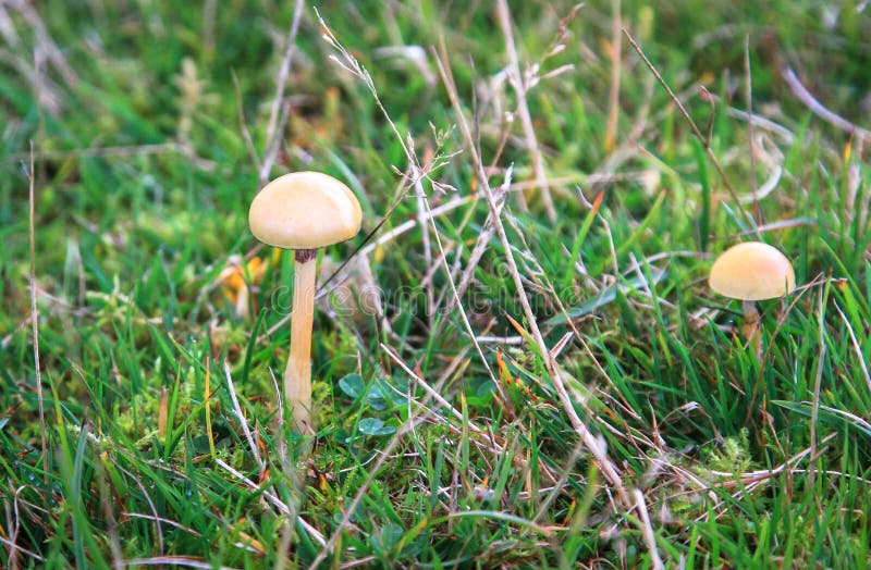 Een paar van mest roundhead schiet Protostropharia-semiglobata als paddestoelen uit de grond royalty-vrije stock afbeeldingen Een paar van mest roundhead schiet Protostropharia-semiglobata als paddestoelen uit de grond royalty-vrije stock afbeeldingen