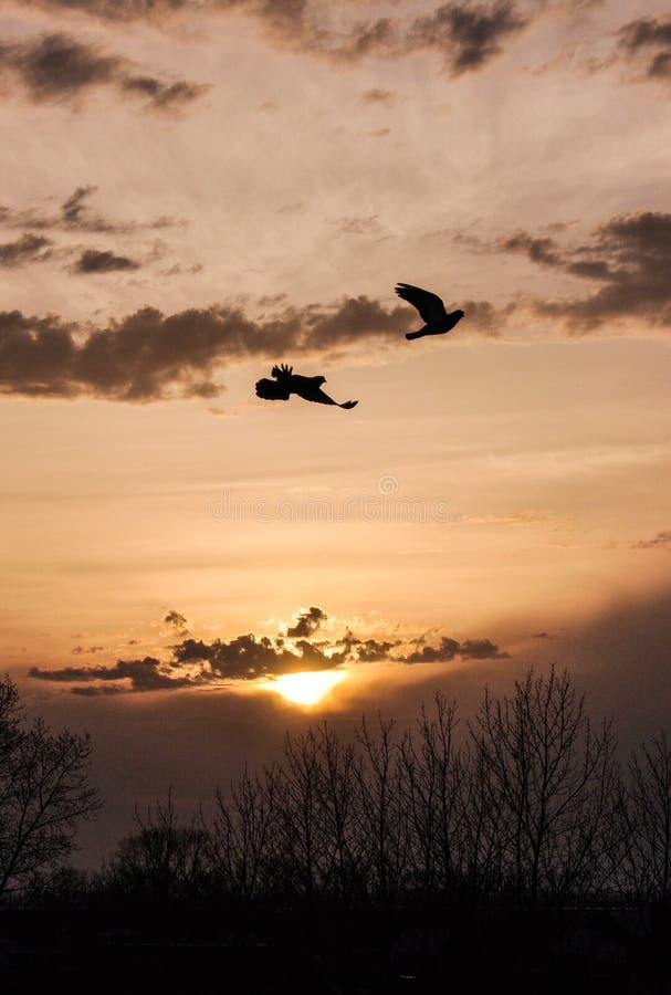 Een paar vliegende duiven vliegen in de lucht bij zonsondergang stock foto's Een paar vliegende duiven vliegen in de lucht bij zonsondergang stock foto's