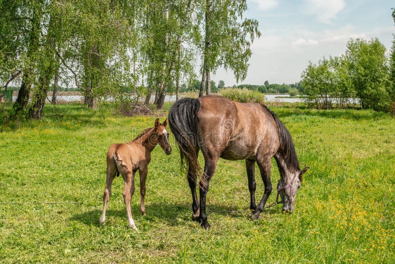 Een paard met een pasgeboren veulen weidt in een weide in Zonnig weer stock foto Een paard met een pasgeboren veulen weidt in een weide in Zonnig weer stock foto