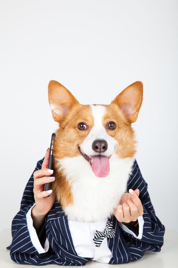 Een pakhond die iphone het roepen houden royalty-vrije stock foto's Een pakhond die iphone het roepen houden royalty-vrije stock foto's