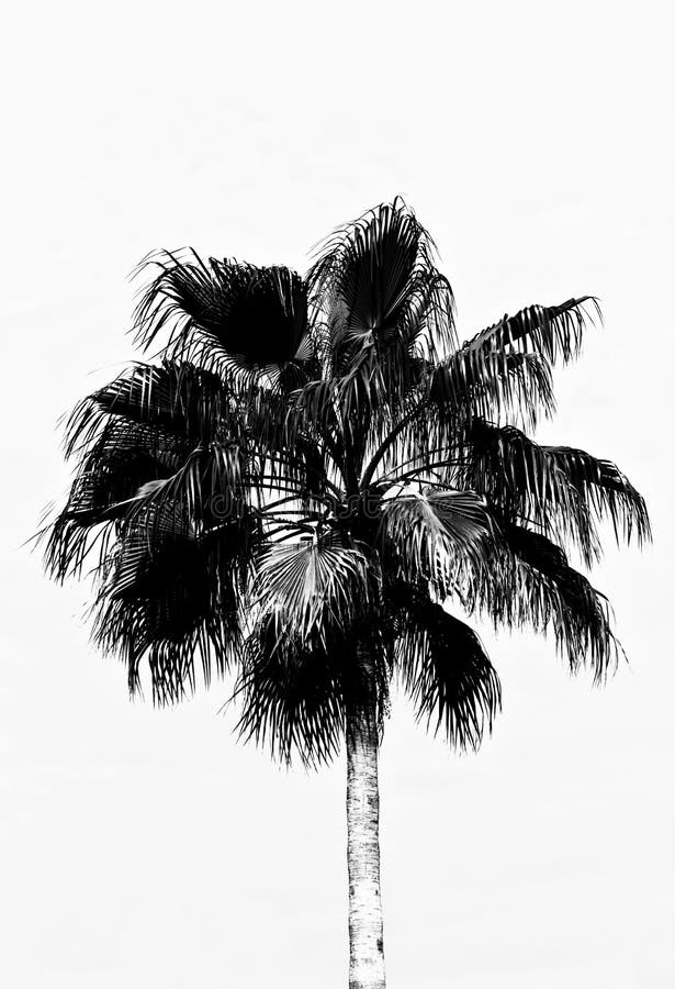Een palm in zwart-wit, die een tekening schijnt te zijn stock afbeeldingen Een palm in zwart-wit, die een tekening schijnt te zijn stock afbeeldingen