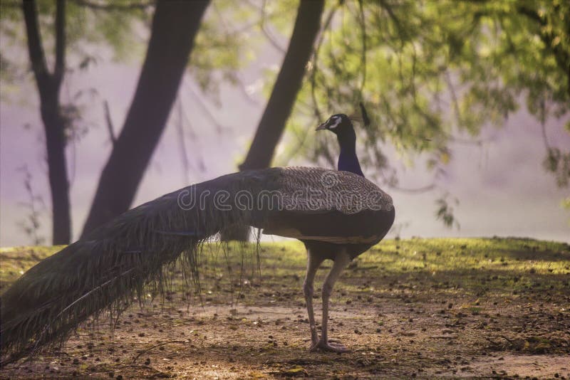 A peafowl takes a walk in a mist foggy Morning in India. A peafowl takes a walk in a mist foggy Morning in India